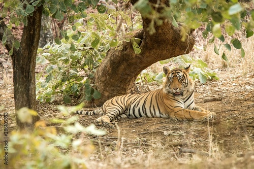 Wild Bengal Tiger  Panthera Tigris Tigris  having rest during hot day under tree in its natural habitat.Ranthambore National Park  Rajasthan  India  endangered species  exotic adventure with big cat
