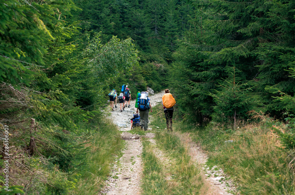 group of unrecognizable hikers on the mountain trail in the spruce forest