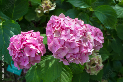 Summer wildflowers and decorative flowers - pink hortensia is flowering plants native to Asia and the Americas.