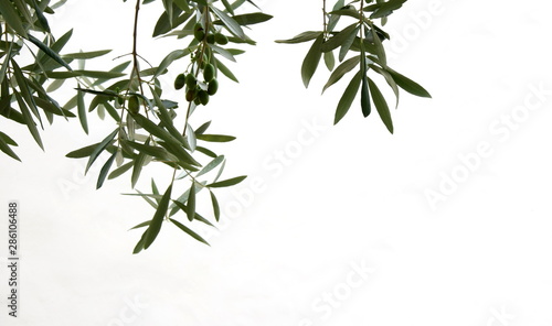 Fototapeta Naklejka Na Ścianę i Meble -  Olivenzweige vor weißen Hintergrund 