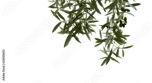 Fototapeta Naklejka Na Ścianę i Meble -  Olivenölzweige isoliert vor weißen Hintergrund