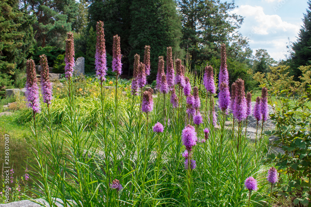 Liatris spicata, the dense blazing star or prairie gay feather, is an herbaceous perennial flowering plant in the sunflower and daisy family Asteraceae.