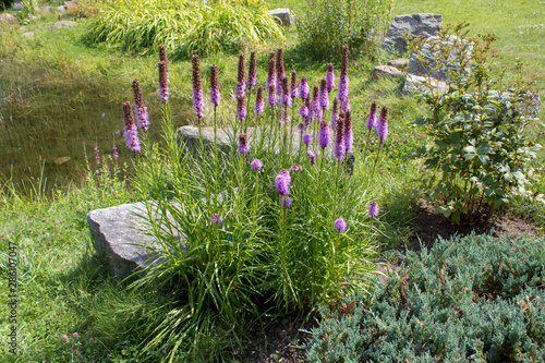 Liatris spicata, the dense blazing star or prairie gay feather, is an herbaceous perennial flowering plant in the sunflower and daisy family Asteraceae.