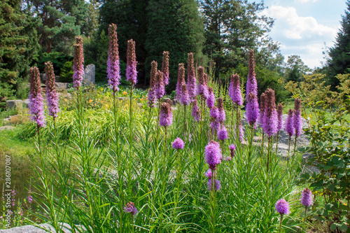 Obraz na płótnie Liatris spicata, the dense blazing star or prairie gay feather, is an herbaceous perennial flowering plant in the sunflower and daisy family Asteraceae. w salonie