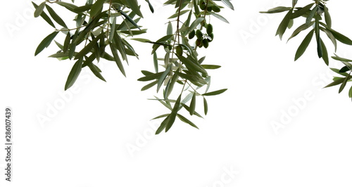 Olivenzweige mit Oliven  isoliert und freigestellt vor hellen Hintergrund