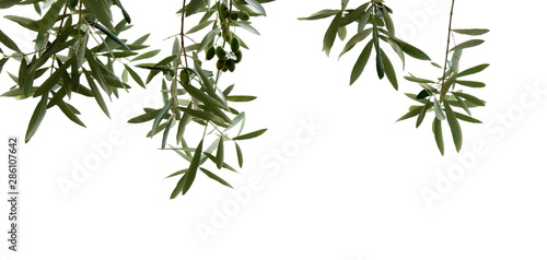 Olivenzweige mit Oliven  isoliert und freigestellt vor hellen Hintergrund