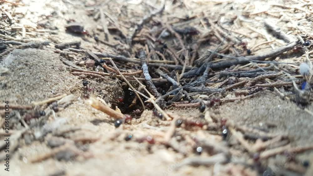 anthill on the beach - close up of ants - macro footage anthill on the beach - close up of ants - macro footage