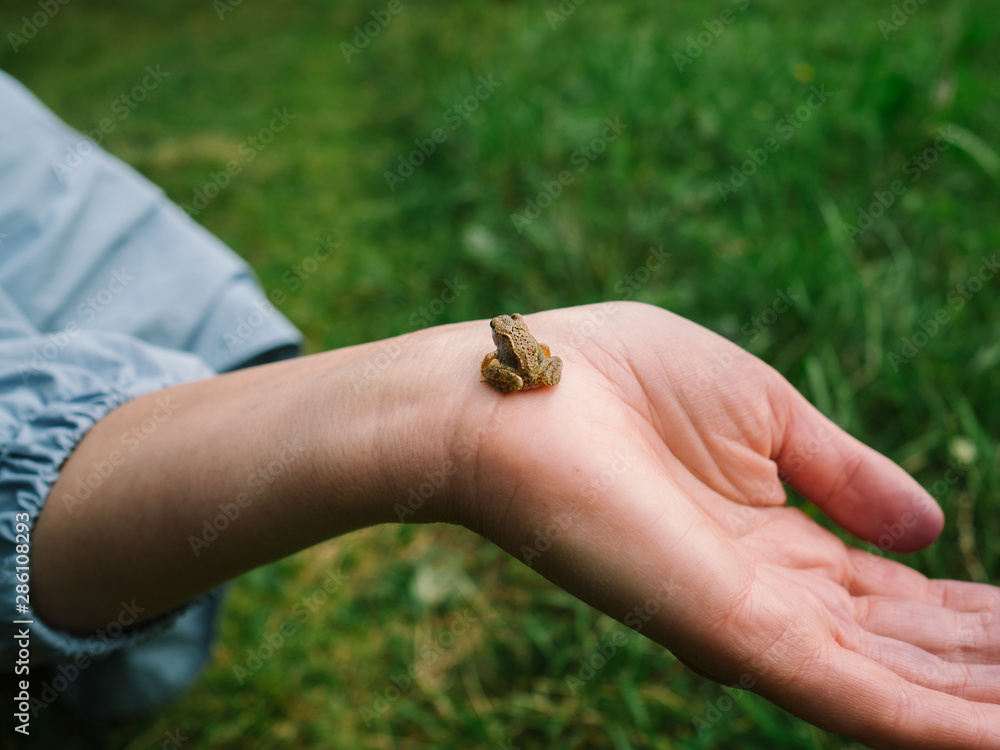 A little frog on the girl's arm A little frog on the girl's arm