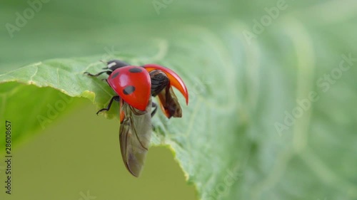 Ladybug stretching out the wings on the green leaf HD