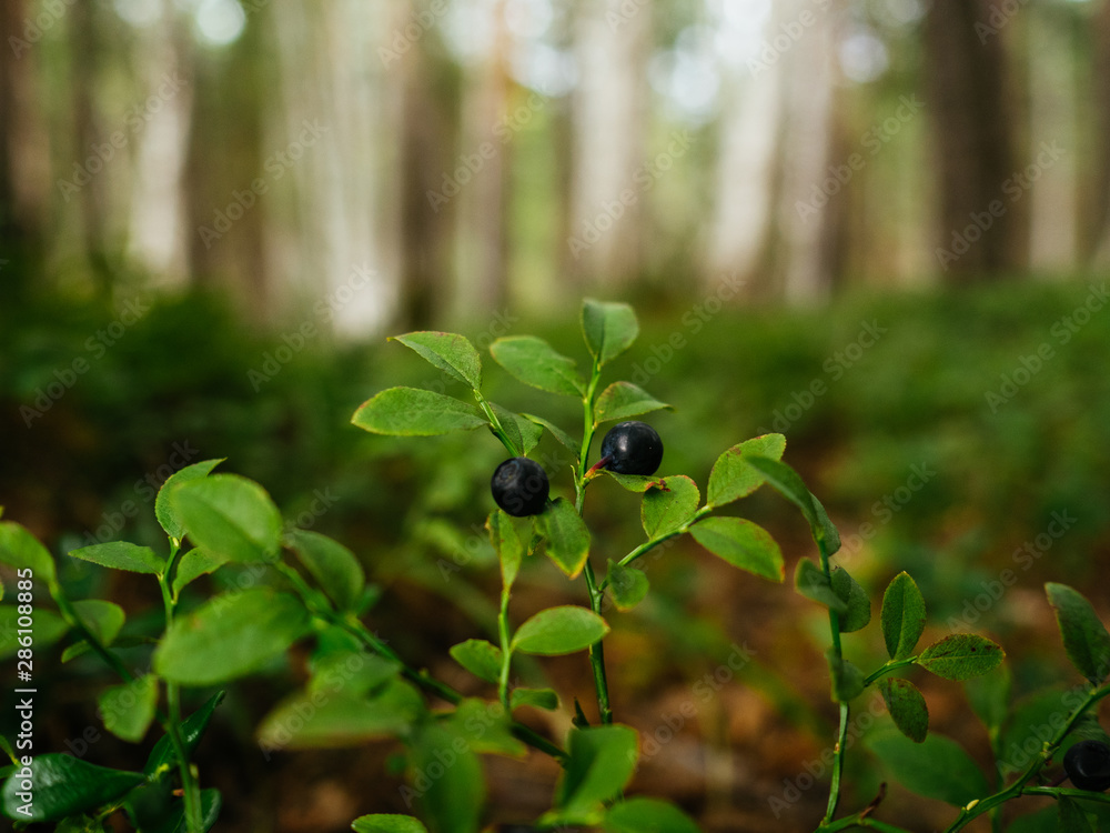 Blueberry Bush with berries. Ripe wild blueberries Blueberry Bush with berries. Ripe wild blueberries