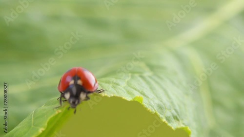 Nervous ladybug running on the green leaf HD