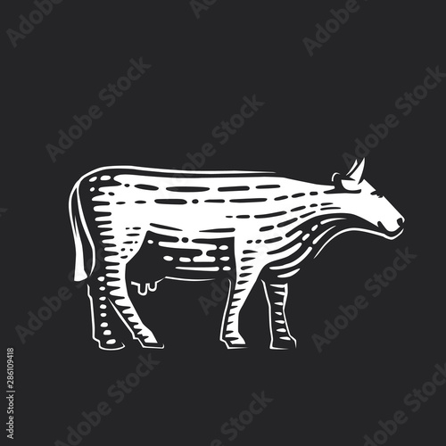 Illustration of the cow.