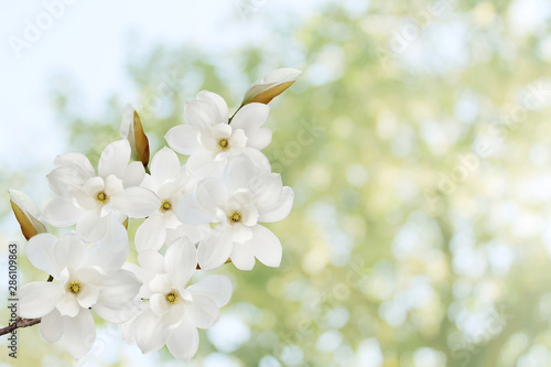 Beautiful magnolia flower isolated on green nature background.