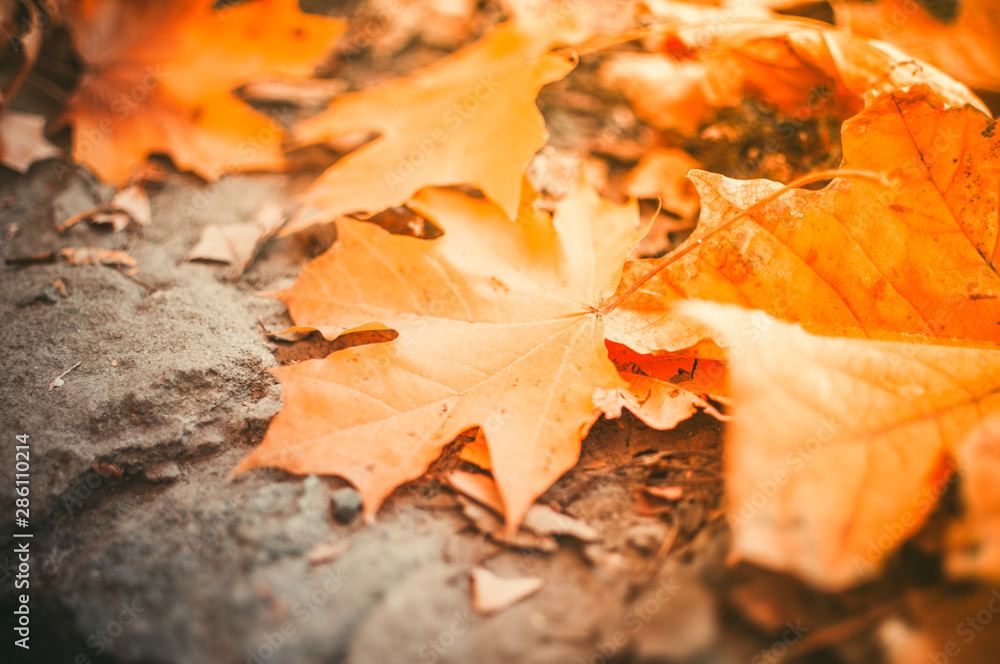 Maple leaves lie on the stone blocks in the park. The cold season of autumn. Time before halloween. The concept of the autumn period. Copy space. Maple leaves lie on the stone blocks in the park. The cold season of autumn. Time before halloween. The concept of the autumn period. Copy space.