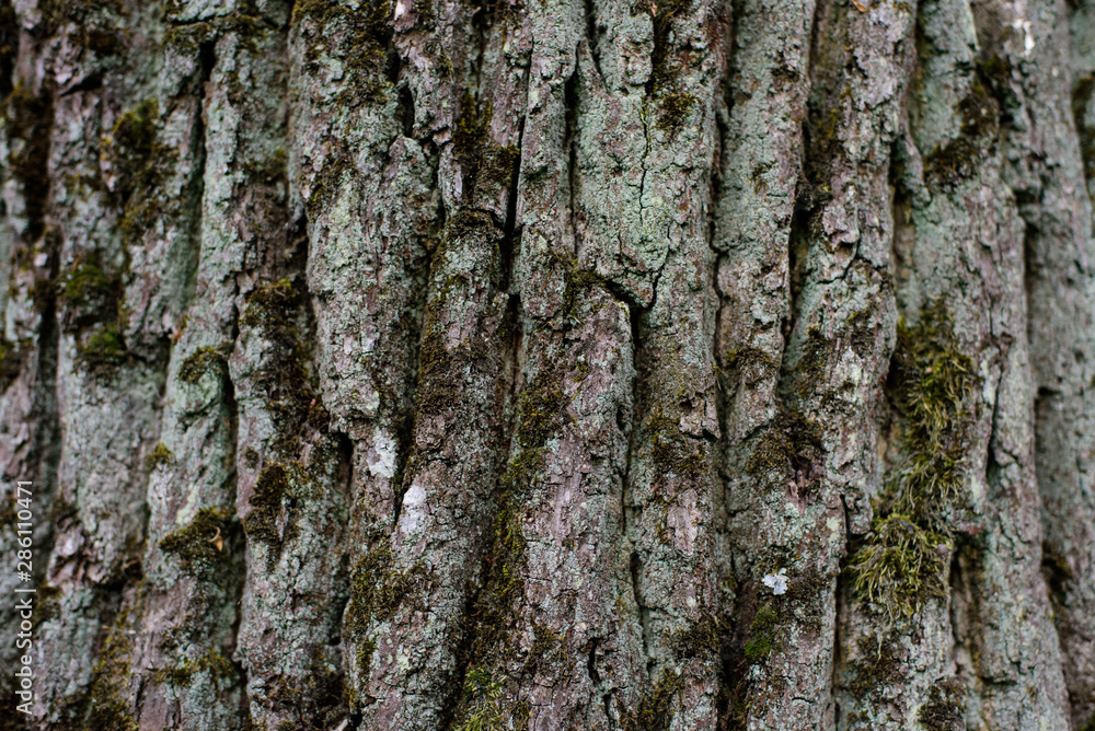 Texture of old tree bark with green moss Texture of old tree bark with green moss