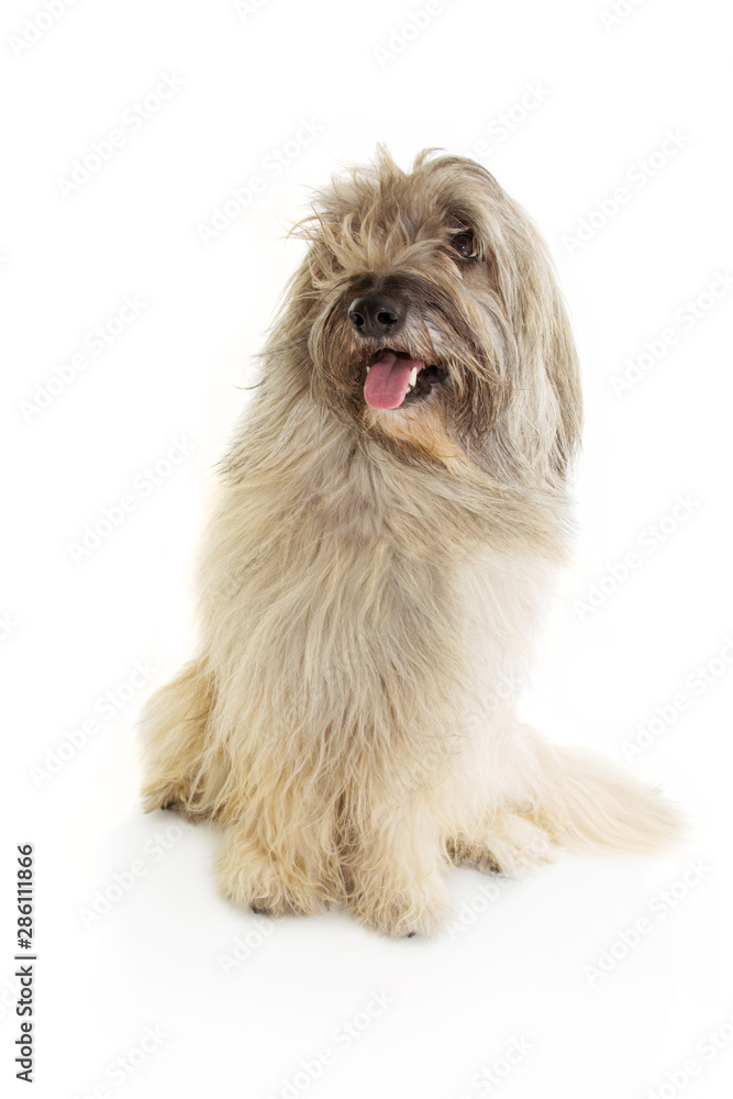 Portrait furry catalan sheep dog looking up. Isolated on white background. Portrait furry catalan sheep dog looking up. Isolated on white background.