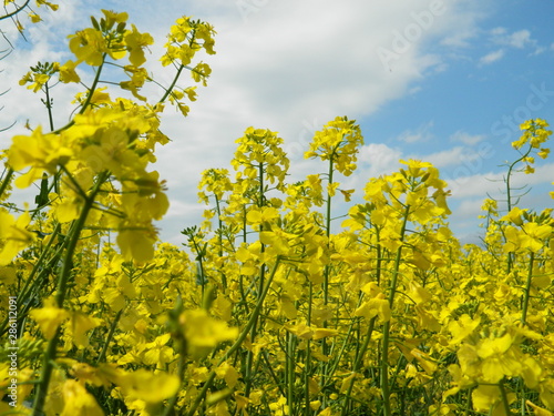Beautiful rapeseed flowers against the blue sky.