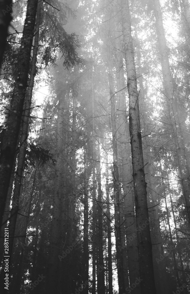 Smoke in a forest Smoke in a forest