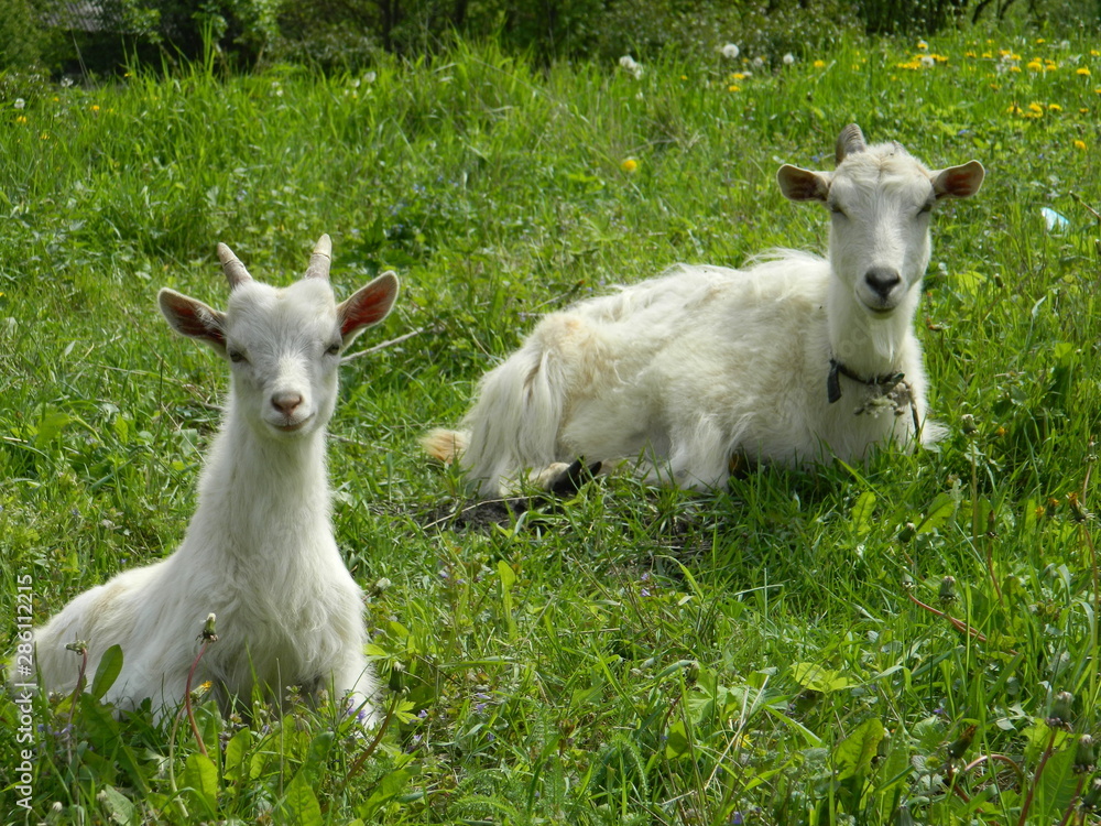 Fototapeta premium Cute white goats graze in a spring meadow among the flowers.