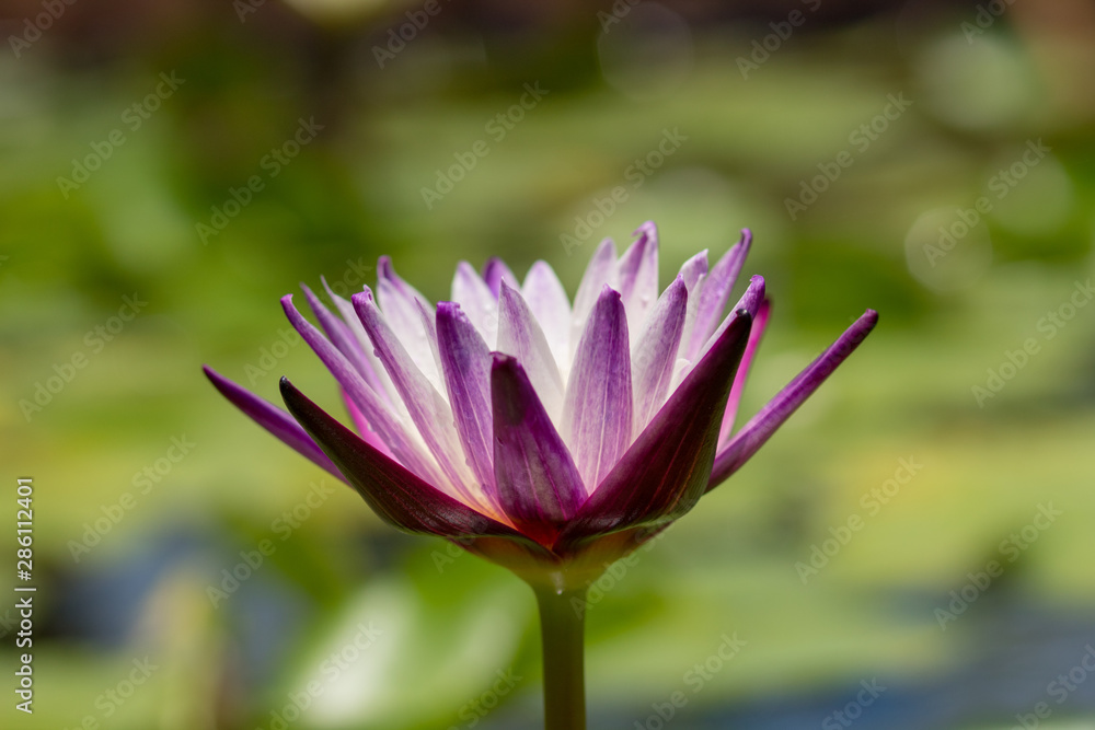 Purple pink lotus blossoms or water lily flowers blooming on pond close up Purple pink lotus blossoms or water lily flowers blooming on pond close up