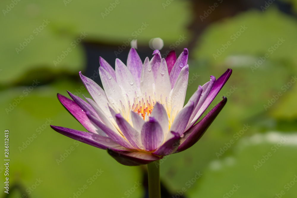 Purple pink lotus blossoms or water lily flowers blooming on pond close up Purple pink lotus blossoms or water lily flowers blooming on pond close up