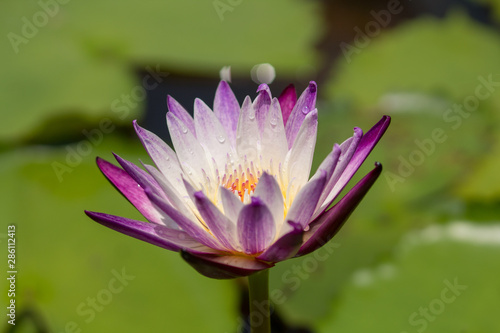 Purple pink lotus blossoms or water lily flowers blooming on pond close up