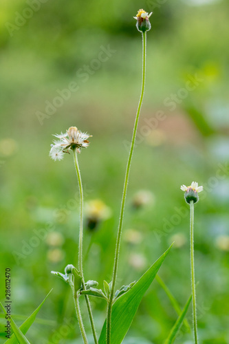 White little grass flowers green blur background