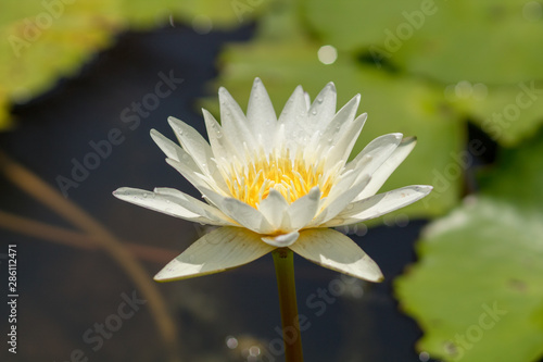 White yellow lotus blossoms or water lily flowers blooming on pond close up