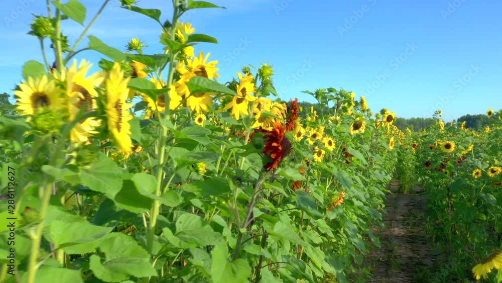 Vast sunflower fields in sunlight, cinematic aerial view. Vast sunflower fields in sunlight, cinematic aerial view.