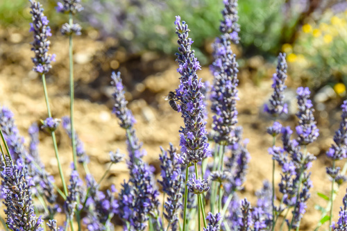 Fototapeta Naklejka Na Ścianę i Meble -  bee bumblebee pollinates lavender flowers 