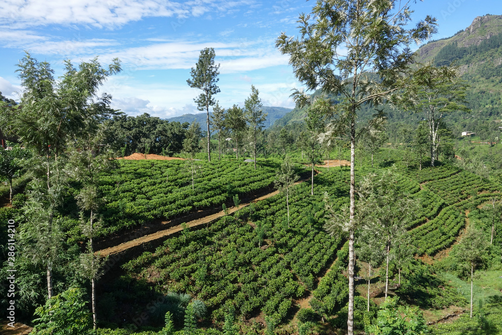 View of the tea plantation and mountain landscape in Central Province, Sri Lanka