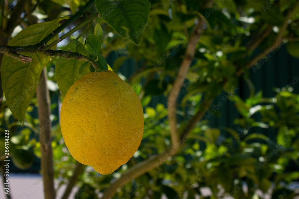 Yellow lemon in the tree