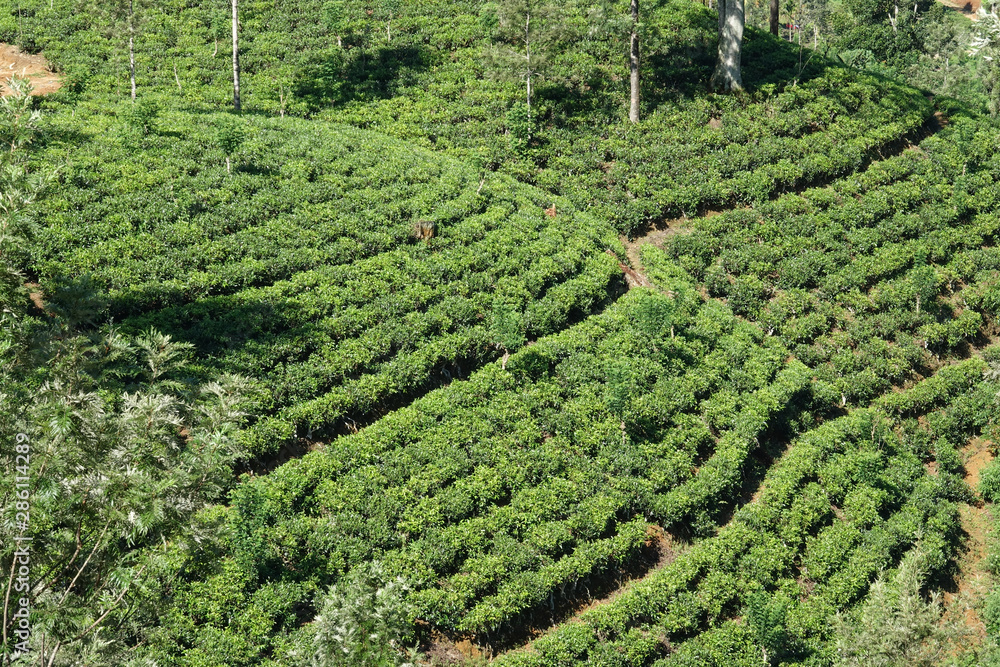 View of a tea plantation in the Central Province of Sri Lanka