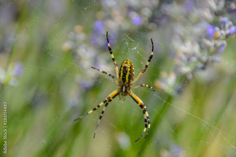 big yellow spider in lavender fields on a green background big yellow spider in lavender fields on a green background