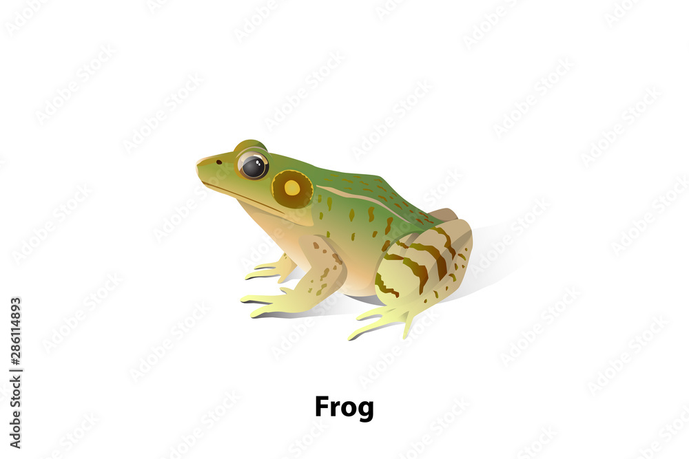 Vector frogs on a white background, amphibians, insects are their