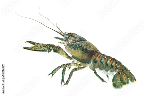 American spiny-cheek crayfish (Orconectes limosus) invasive to Europe photo