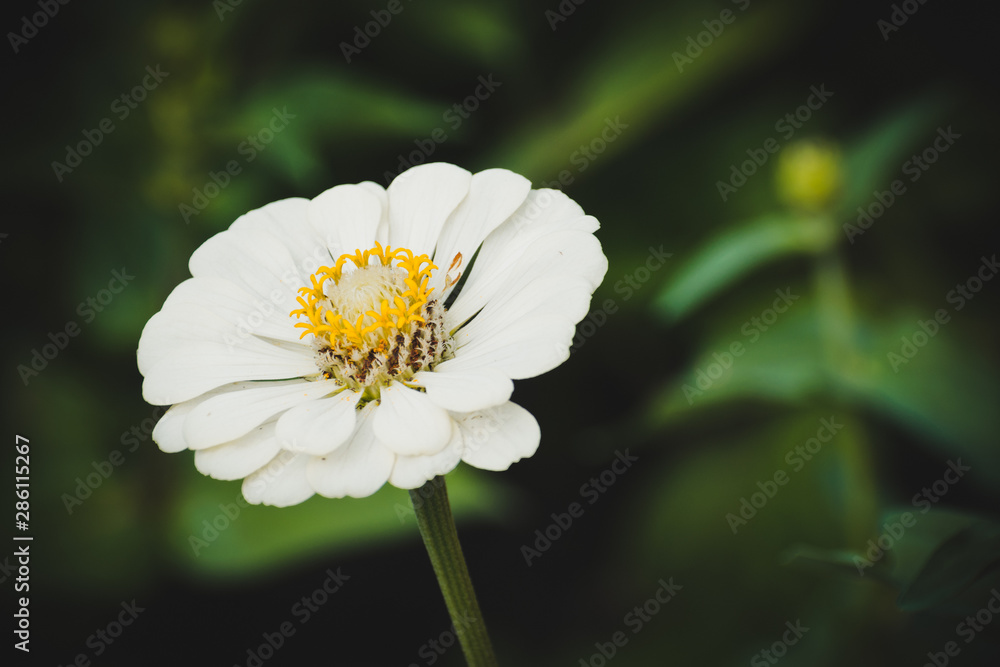 White Daisy flower on green grass background White Daisy flower on green grass background
