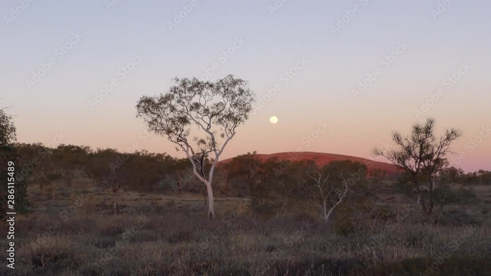 Panoramic view of full moon rising above outback Pilbara landscape, with white gum trees, bush, red orange mountain and clear sky as background. Panoramic view of full moon rising above outback Pilbara landscape, with white gum trees, bush, red orange mountain and clear sky as background.