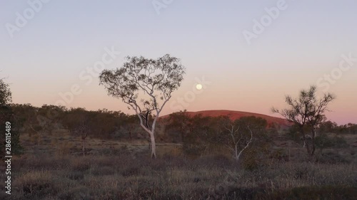 Panoramic view of full moon rising above outback Pilbara landscape, with white gum trees, bush, red orange mountain and clear sky as background. photo