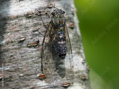 Wallpaper Mural ツクツクボウシ Torontodigital.ca