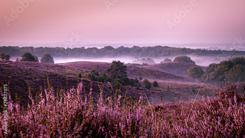 Posbank netherlands, misty foggy sunrise over the national park Veluwezoom Posbank Netherlands, heather flowers in blooming, purple hills