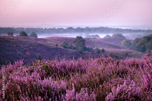 Posbank netherlands, misty foggy sunrise over the national park Veluwezoom Posbank Netherlands, heather flowers in blooming, purple hills