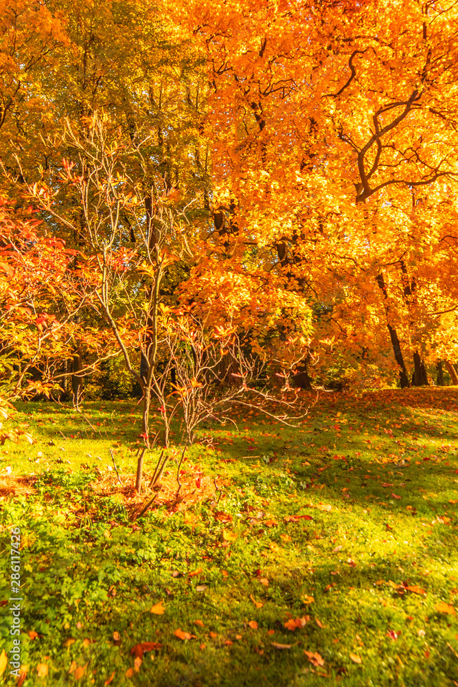 Naklejka premium Autumn landscape Background. Fall scene panorama