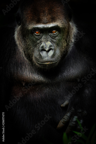 Fototapeta Naklejka Na Ścianę i Meble -  Dark poster female gorilla
