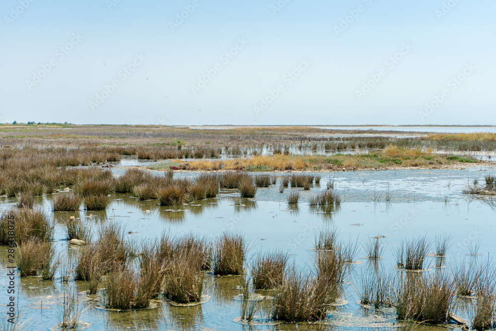beautiful view of the salt lake Sivash in Ukraine. Landscape with interesting bushes in the foreground. Travel photo. illustration for travel. Water and blue sky. Beautiful nature landscape