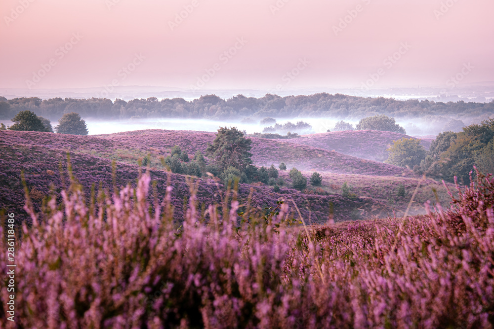 Posbank national park Veluwezoom, blooming Heather fields during Sunrise at the Veluwe in the Netherlands, purple hills of the Posbank