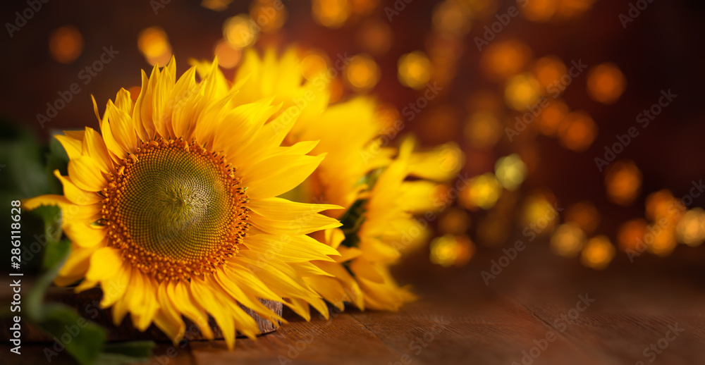 Fototapeta premium Beautiful yellow Sunflowers on wooden table at festive bokeh background. Autumn festive still life.