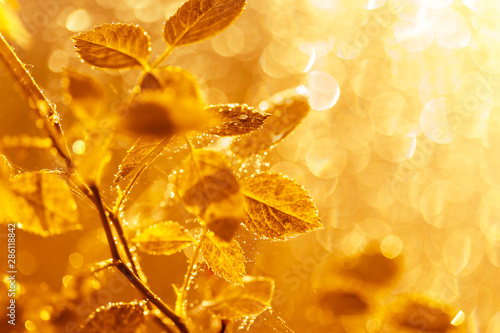Autumn leaves with water drops and spider web at sunset over blurred background.