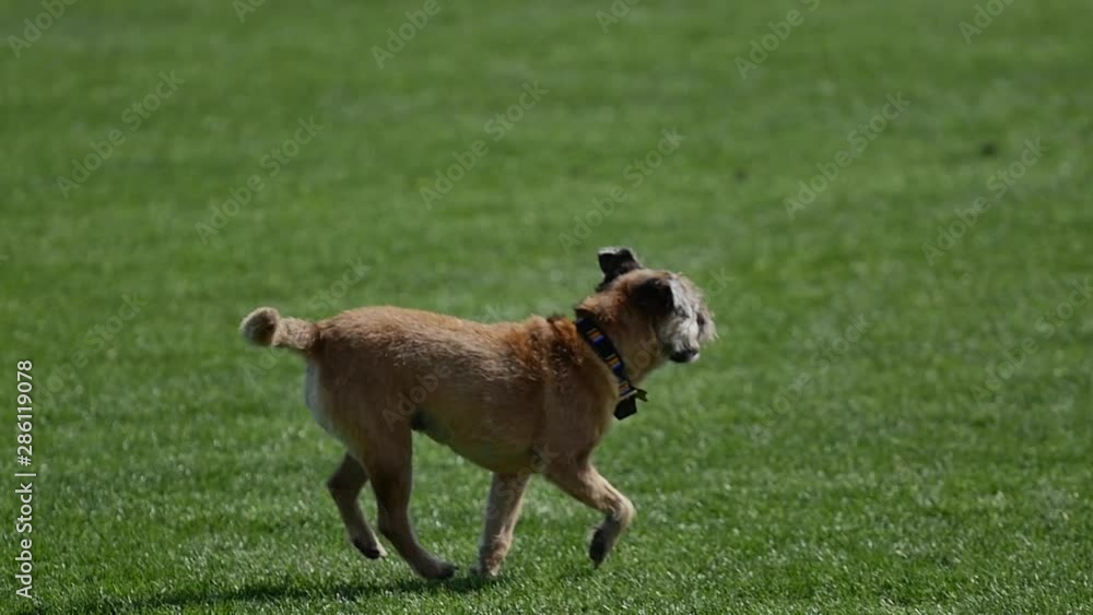Dogs enjoy their exit to the park Dogs enjoy their exit to the park