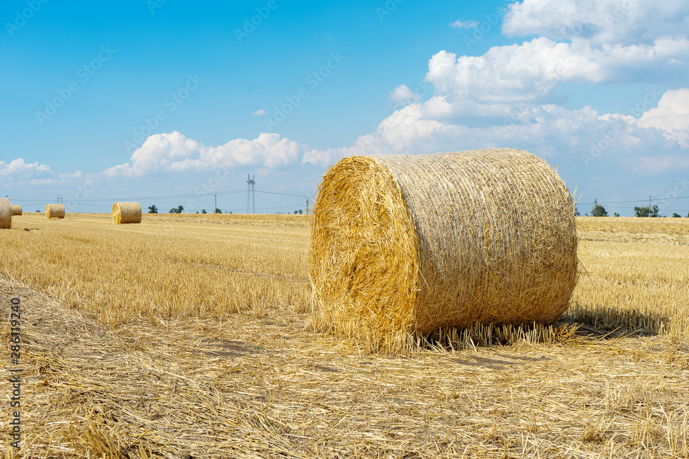Straw bales of wheat. Straw bales in the beatiful field. haystacks lying on the field. farmland. Farmer concept. Beatiful landscape photo. bales after harvest on the field. summer day